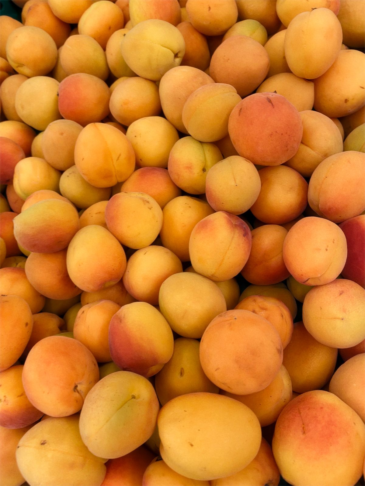 Fresh orange apricots photographed close up