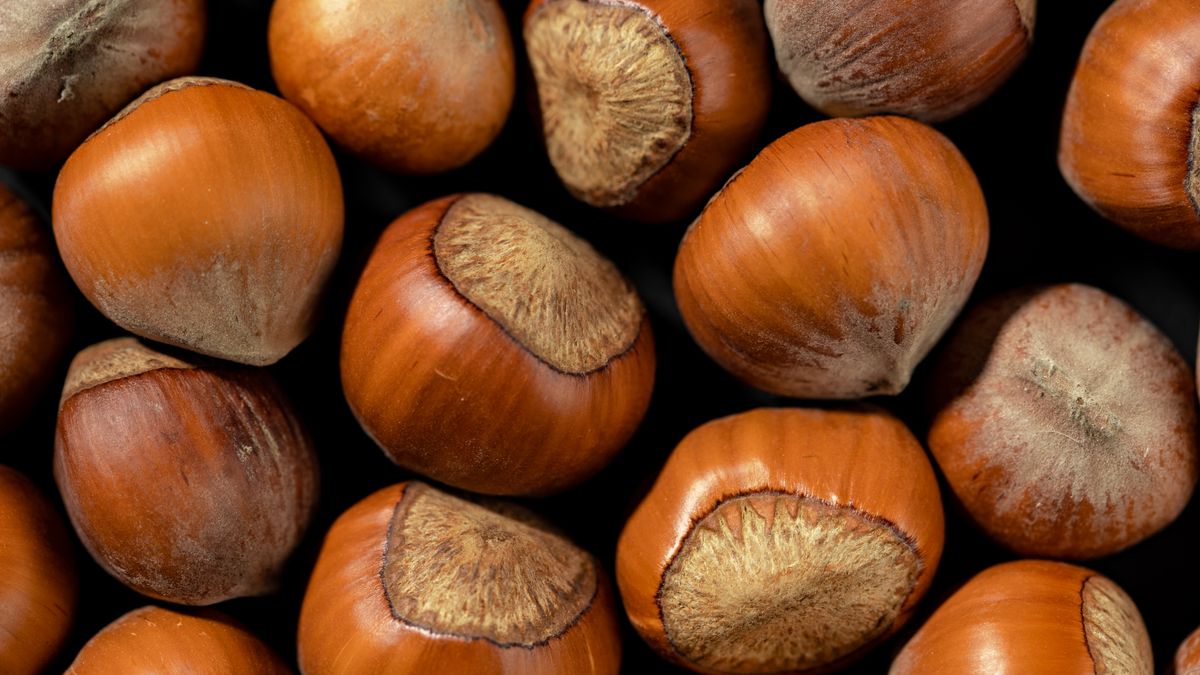 Hazelnuts in their shells photographed close up