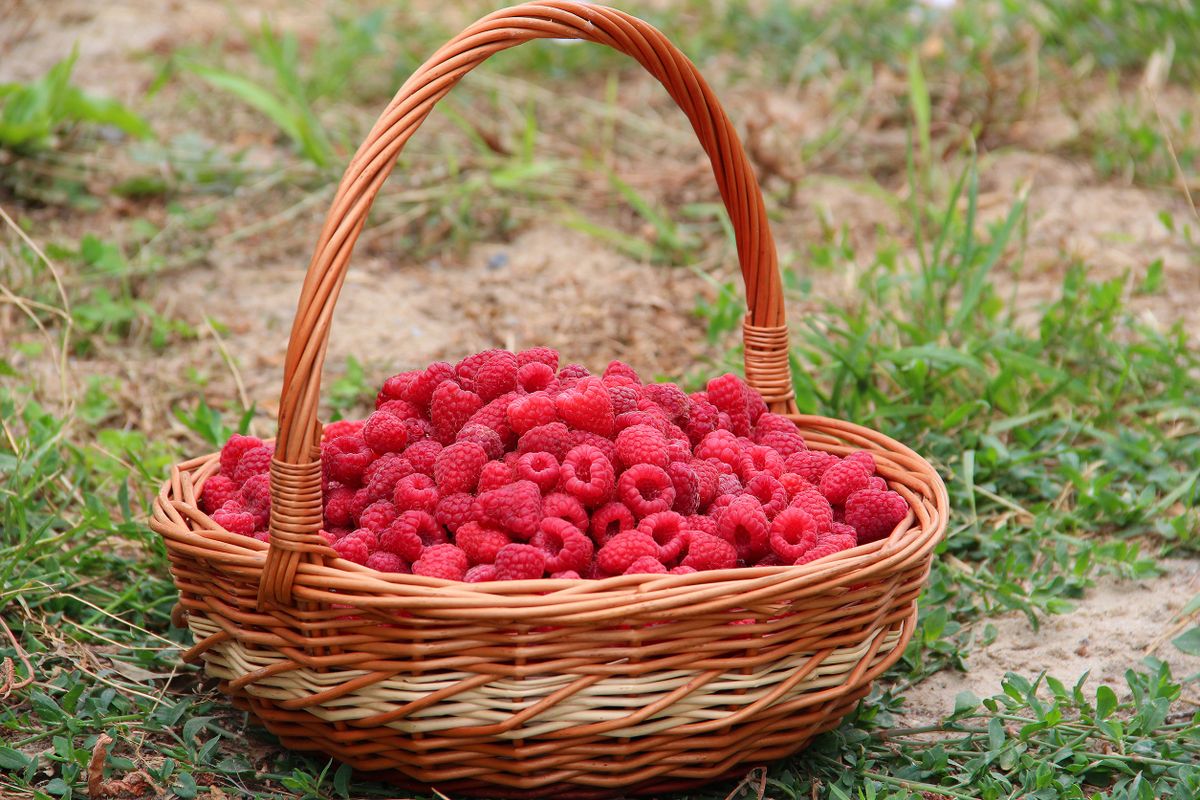 Red raspberries in a wicker basket